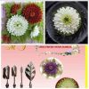 set-4-kim-rau-cau-hoa-thuoc-duoc-1 - ảnh nhỏ  1