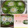 set-4-kim-rau-cau-hoa-sung - ảnh nhỏ  1
