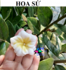 khuon-silicon-hoa-su - ảnh nhỏ  1