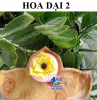 khuon-silicon-hoa-dai-2 - ảnh nhỏ 4
