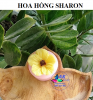 khuon-silicon-hoa-hong-sharon - ảnh nhỏ 2
